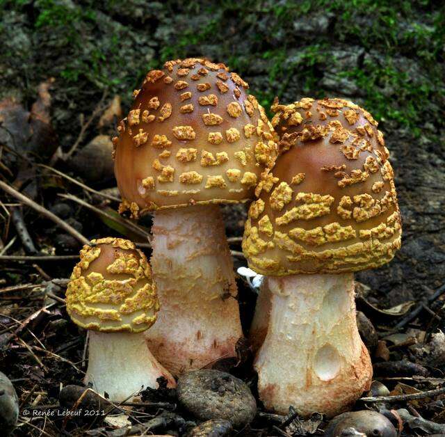 Image of <i>Amanita flavorubens</i>