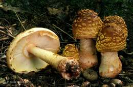 Plancia ëd <i>Amanita flavorubens</i>