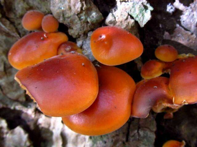 Plancia ëd Flammulina