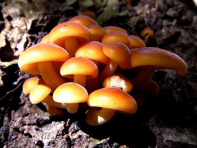 Plancia ëd Flammulina