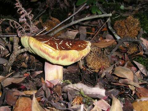 Image of Boletus regineus D. Arora & Simonini 2008