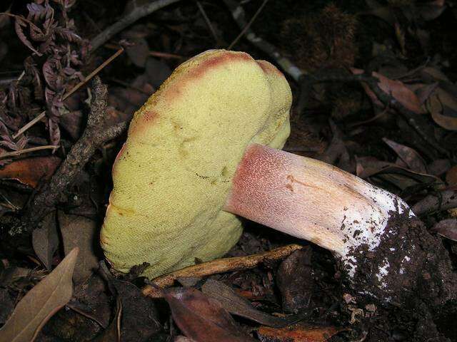 Boletus regineus D. Arora & Simonini 2008 resmi