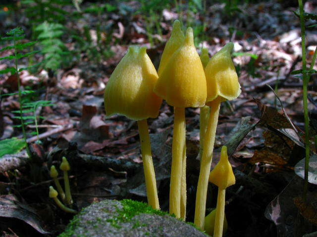 Слика од Entoloma murrayi (Berk. & M. A. Curtis) Sacc. 1899