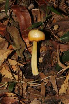 Image of Entoloma murrayi (Berk. & M. A. Curtis) Sacc. 1899