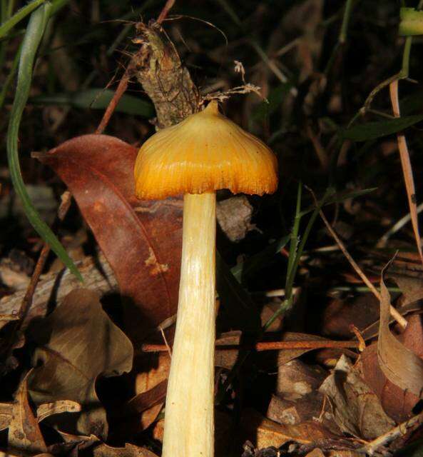 Слика од Entoloma murrayi (Berk. & M. A. Curtis) Sacc. 1899