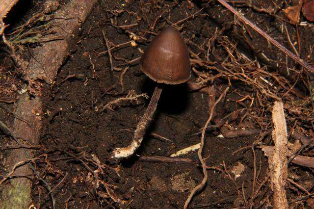 Imagem de Psilocybe neoxalapensis Guzmán, Ram.-Guill. & Halling 2009