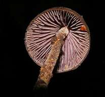 Imagem de Psilocybe neoxalapensis Guzmán, Ram.-Guill. & Halling 2009