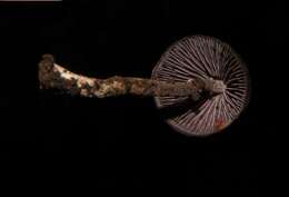 Imagem de Psilocybe neoxalapensis Guzmán, Ram.-Guill. & Halling 2009