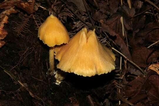 Слика од Entoloma murrayi (Berk. & M. A. Curtis) Sacc. 1899