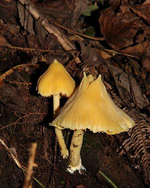 Слика од Entoloma murrayi (Berk. & M. A. Curtis) Sacc. 1899