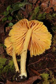 Слика од Entoloma murrayi (Berk. & M. A. Curtis) Sacc. 1899