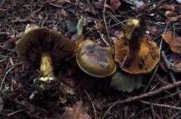 Image of Cortinarius atrovirens Kalchbr. 1874