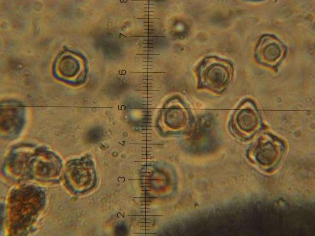 Слика од Entoloma murrayi (Berk. & M. A. Curtis) Sacc. 1899