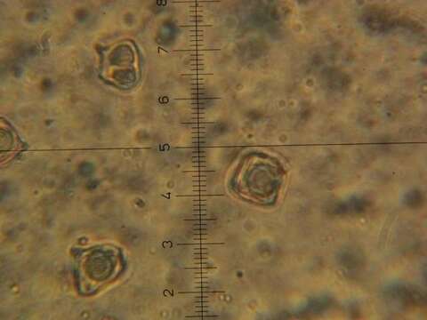 Image of Entoloma murrayi (Berk. & M. A. Curtis) Sacc. 1899