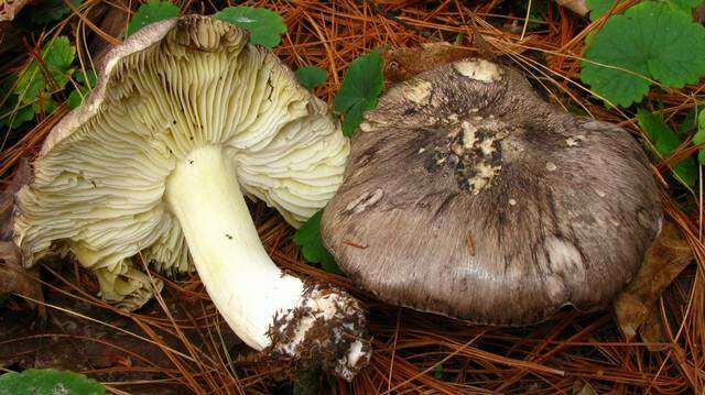 Image of Tricholoma