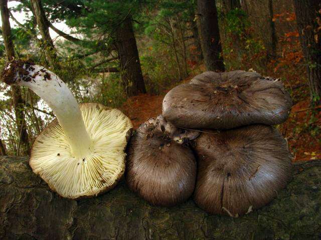 Imagem de Tricholoma