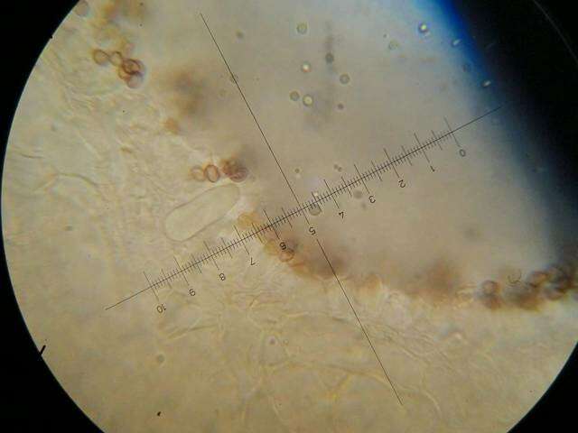 Слика од Psilocybe heimii Guzmán 1978