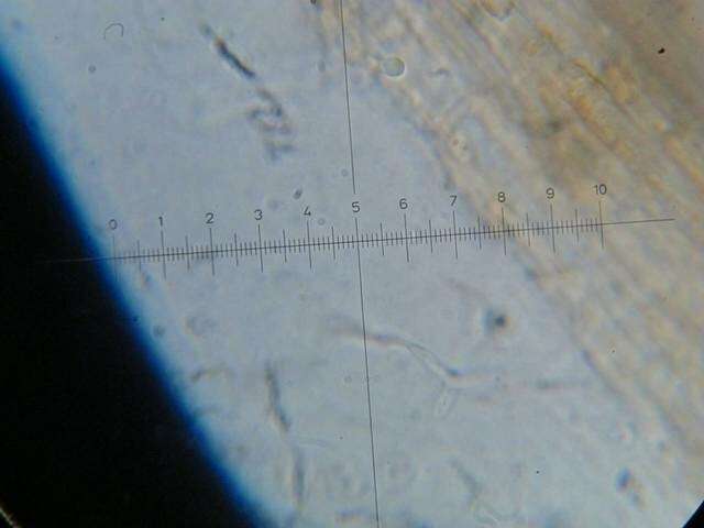 Слика од Psilocybe heimii Guzmán 1978