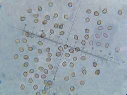 Слика од Psilocybe heimii Guzmán 1978