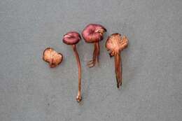 Image of Entoloma subrubineum (Largent & B. L. Thomps.) Noordel. & Co-David 2009