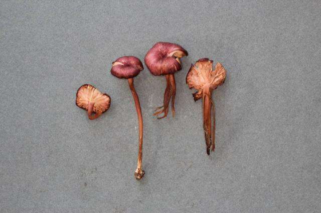 Image of Entoloma subrubineum (Largent & B. L. Thomps.) Noordel. & Co-David 2009