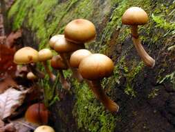 Image of Galerina