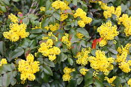 Image of Hollyleaved barberry