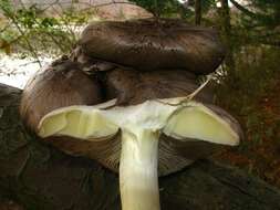 Imagem de Tricholoma