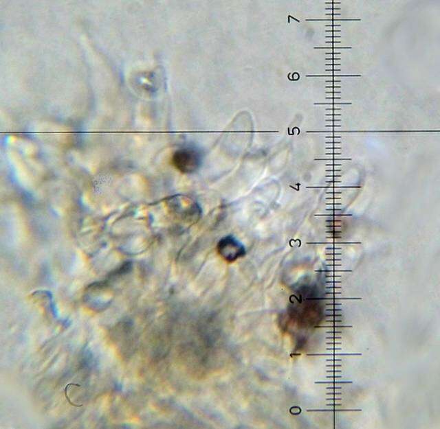 Imagem de Psilocybe neoxalapensis Guzmán, Ram.-Guill. & Halling 2009