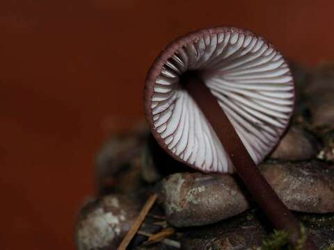 Mycena purpureofusca (Peck) Sacc. 1887 resmi