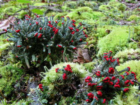 Слика од Cladonia cristatella Tuck.