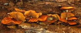 Image of Galerina