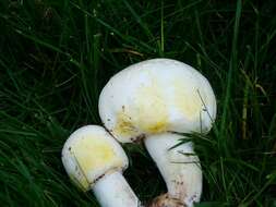 Image of yellow-stainer