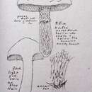 Image of Suillus ponderosus A. H. Sm. & Thiers 1964