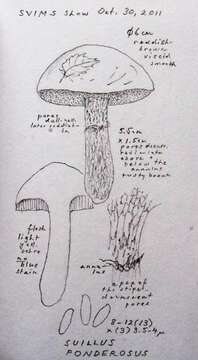 Image of Suillus ponderosus A. H. Sm. & Thiers 1964