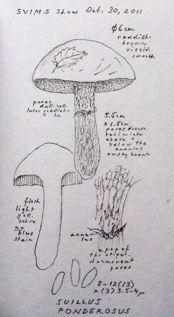 Image de Suillus ponderosus A. H. Sm. & Thiers 1964