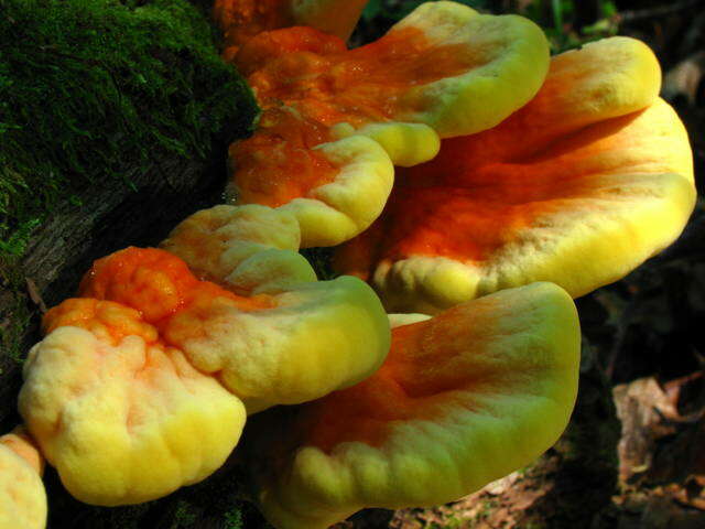 Image de Laetiporus