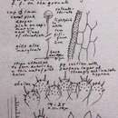 Image of Mycena pterigena (Fr.) P. Kumm. 1871