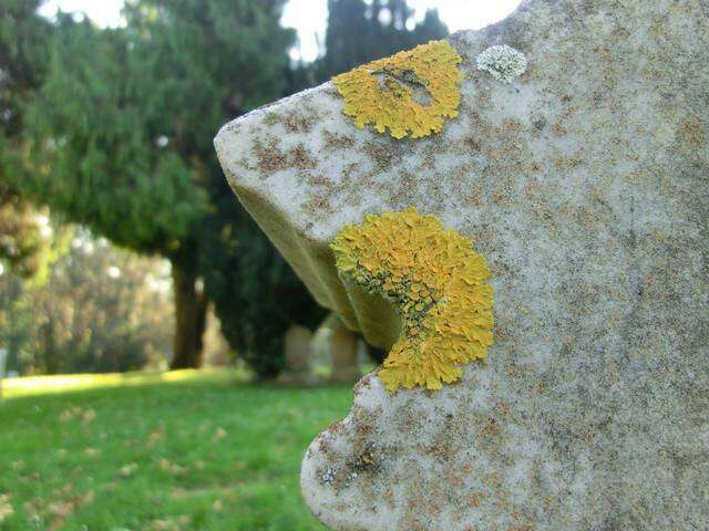 Image of orange wall lichen