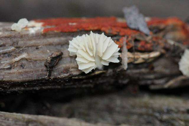 Image of palm weevils