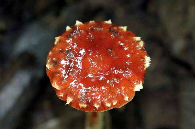 Image of Leratiomyces