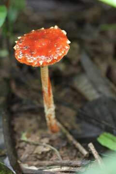 Image of Leratiomyces