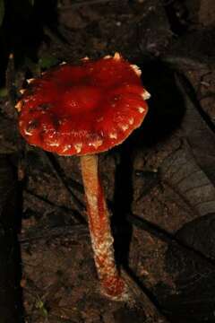 Image of Leratiomyces