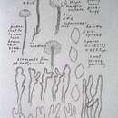 Image of Mycetinis applanatipes (Desjardin) A. W. Wilson & Desjardin 2005