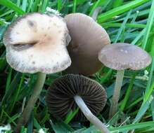 unclassified Agaricales resmi