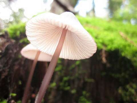 Image of purple-edge bonnet