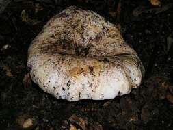 Russula brevipes Peck 1890 resmi