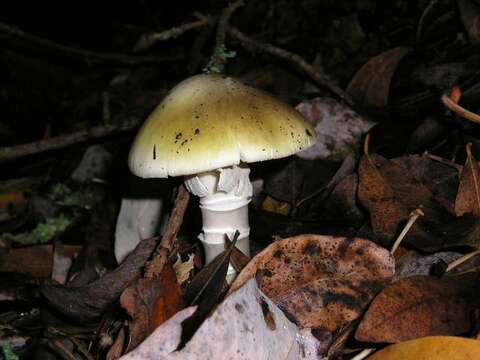 Image of Amanita