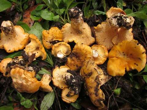 Слика од Cantharellus californicus D. Arora & Dunham 2008