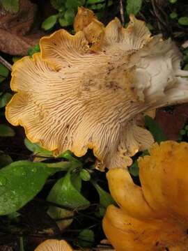 Cantharellus californicus D. Arora & Dunham 2008 resmi